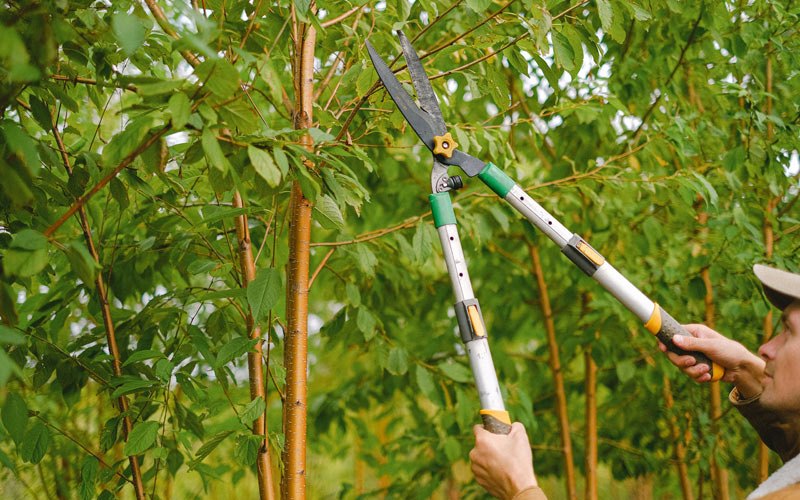 Tree trimming in Castalia, IA