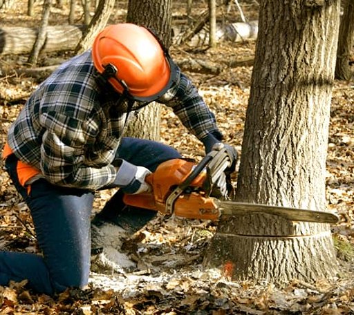Tree Removal in Castalia, IA